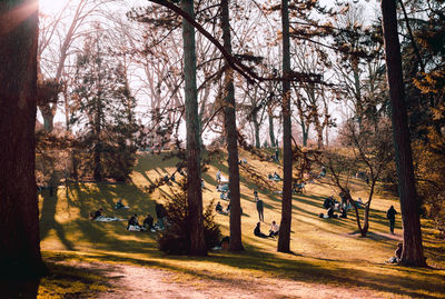 Trees in park