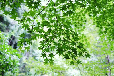 Low angle view of tree branches