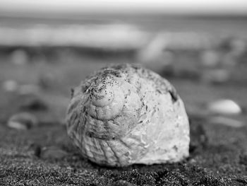 Close-up of shell on sand