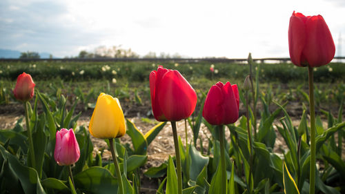 Close-up of red tulips blooming in field