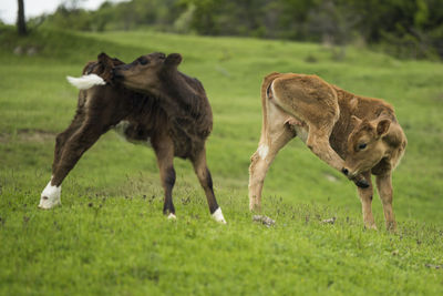 animal themes