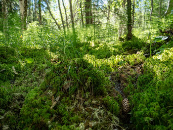 Scenic view of forest