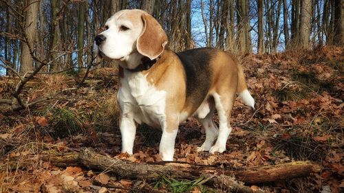 View of a dog looking away