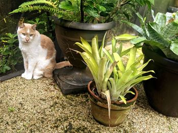 Cat sitting in a pot