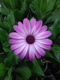 Close-up of purple flowers blooming outdoors