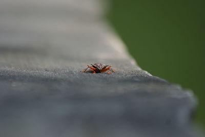 Close-up of ladybug on leaf