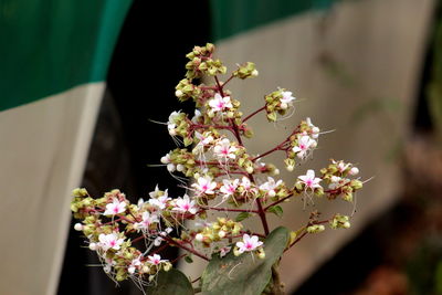 Close-up of pink flowering plant