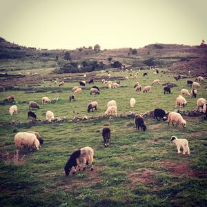 Sheep on field against clear sky