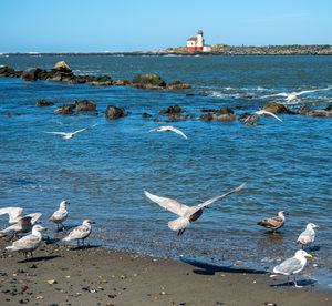 Seagulls at bandon lighthouse