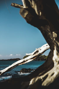 Close-up of driftwood on beach against clear sky