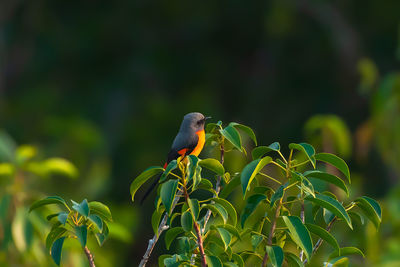 Bird perching on a plant