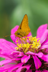 Close-up of butterfly pollinating on pink flower