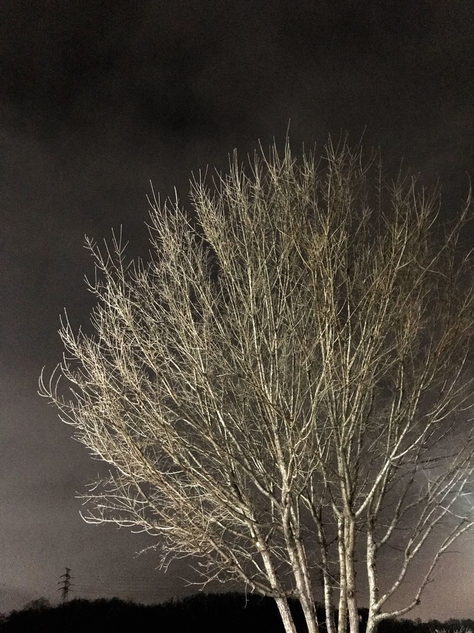 LOW ANGLE VIEW OF BARE TREE AGAINST SKY AT NIGHT