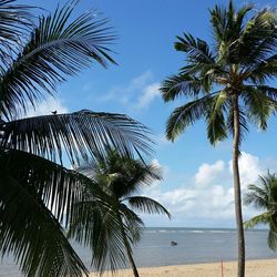 Palm trees on beach