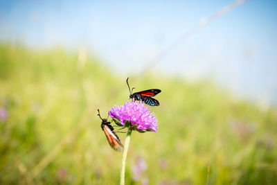 Close-up of butterfly pollinating on flower