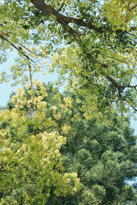 Low angle view of trees in forest against sky