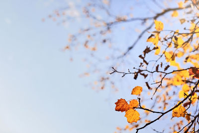 Autumn scene with yellow leaves, blurred brown branches and blue sky