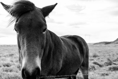 Close-up of horse standing in ranch