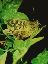 Close-up of butterfly perching on leaf