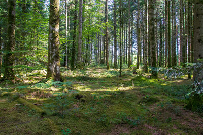 Trees growing in forest