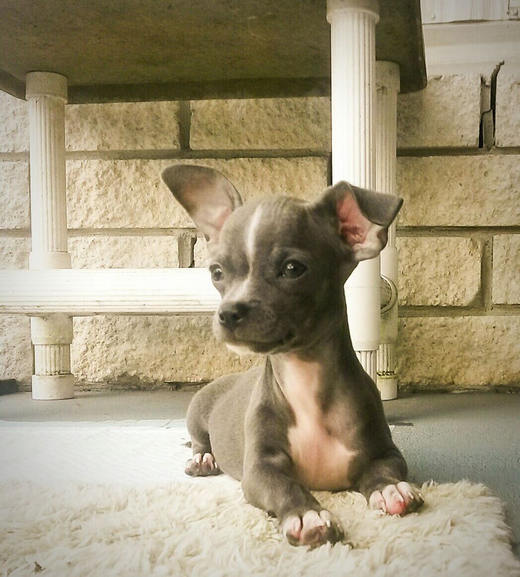 animal themes, mammal, domestic animals, one animal, pets, dog, looking at camera, sitting, portrait, relaxation, no people, day, outdoors, steps, built structure, full length, wall - building feature, black color, railing, sunlight