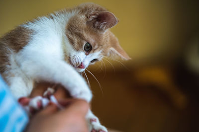 cat