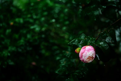 Close-up of pink flower blooming outdoors