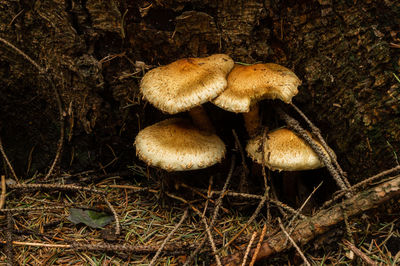 Close-up of mushroom growing on field