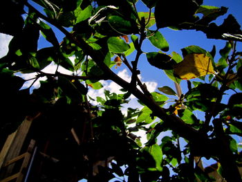 Low angle view of leaves