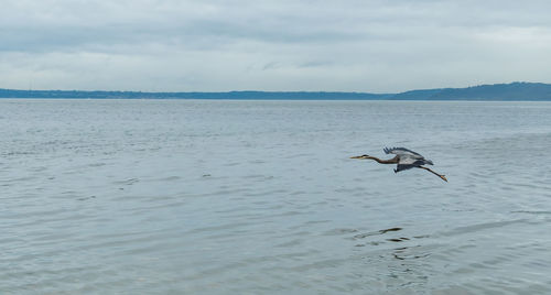 Bird swimming in sea against sky