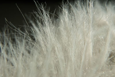 Close-up of stalks in field