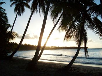 Silhouette palm trees on beach against sky during sunset