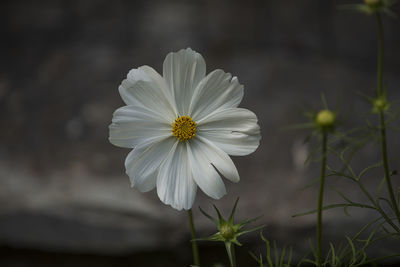 Close-up of white cosmos flower