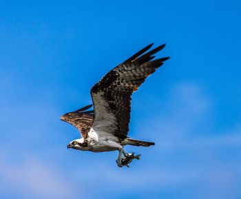 Low angle view of bird flying against clear blue sky, osprey catches two fish