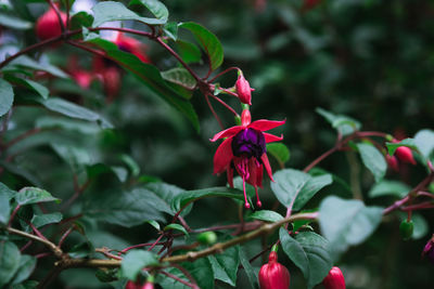 Close-up of red flowering plant