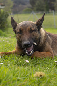 Malinois dog in the garden