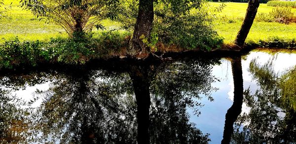 Scenic view of lake in forest