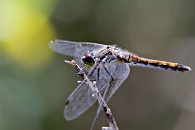 Close-up of dragonfly on twig