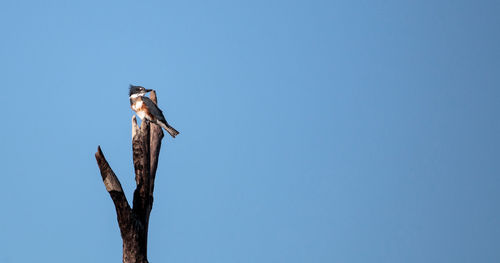Belted kingfisher megaceryle alcyon perches high up in a tree in the fred c. babcock 