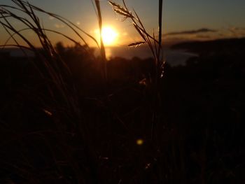 Close-up of silhouette plants on field against sky during sunset