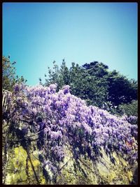 Purple flowers blooming on tree against clear blue sky