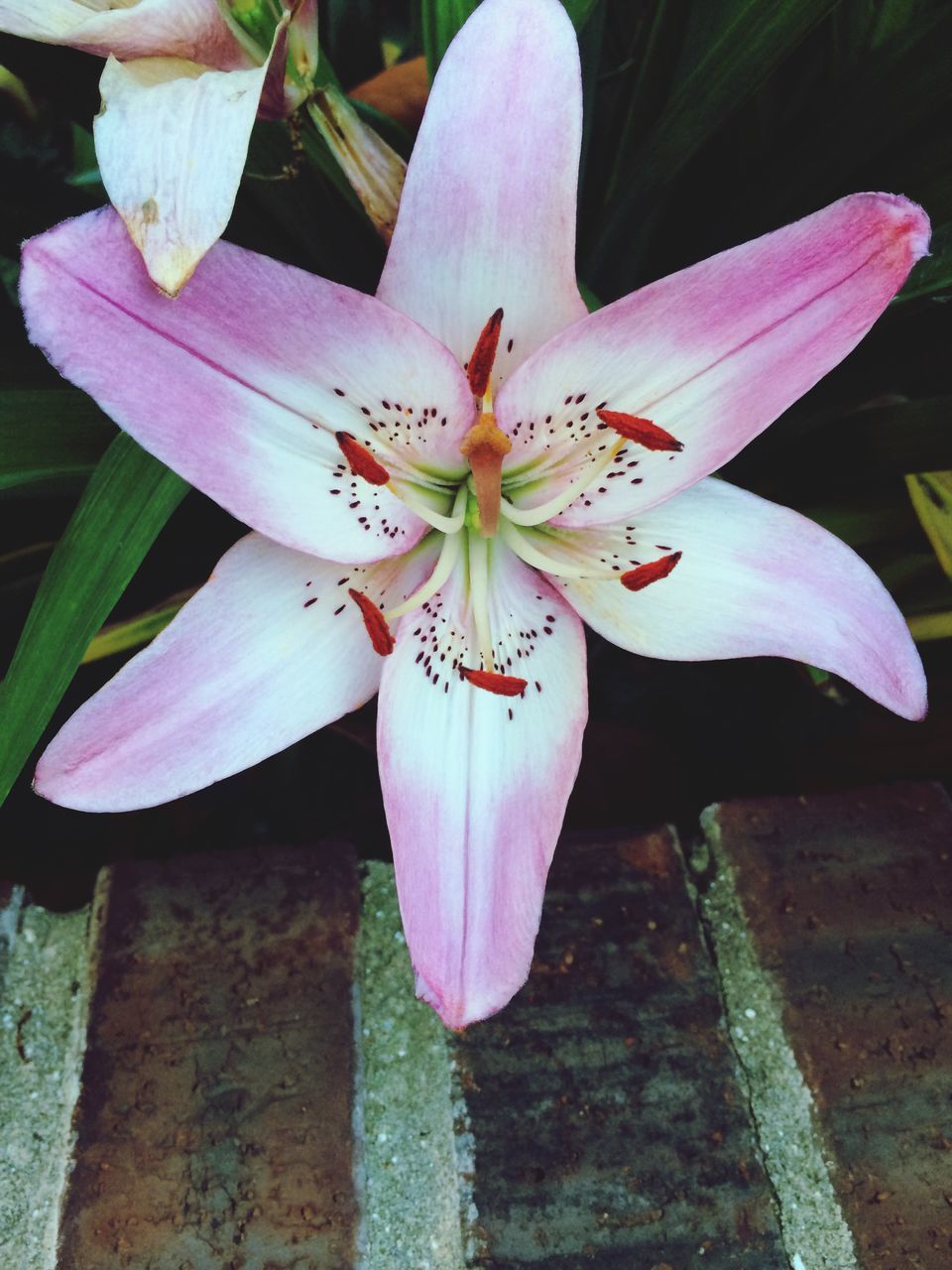 flower, petal, flower head, freshness, fragility, beauty in nature, growth, single flower, close-up, stamen, pollen, nature, blooming, pink color, plant, focus on foreground, white color, in bloom, blossom, high angle view