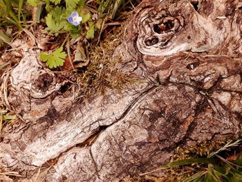 Full frame shot of tree trunk