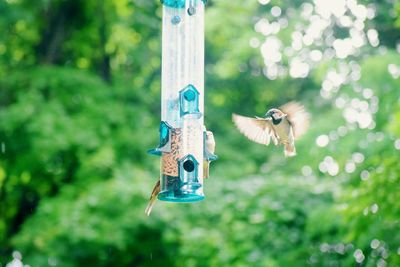 Close-up of bird feeder