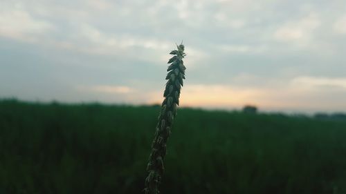 Close-up of crops on field against sky