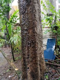 Close-up of tree trunk in forest