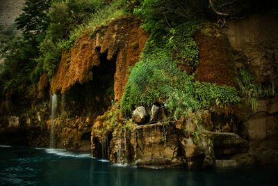 Scenic view of waterfall in forest