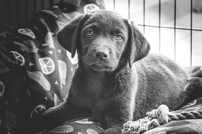 Close-up portrait of dog sitting on sofa