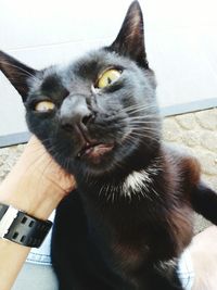 Close-up of hand holding cat