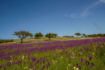 Purple flowering plants on field against blue sky